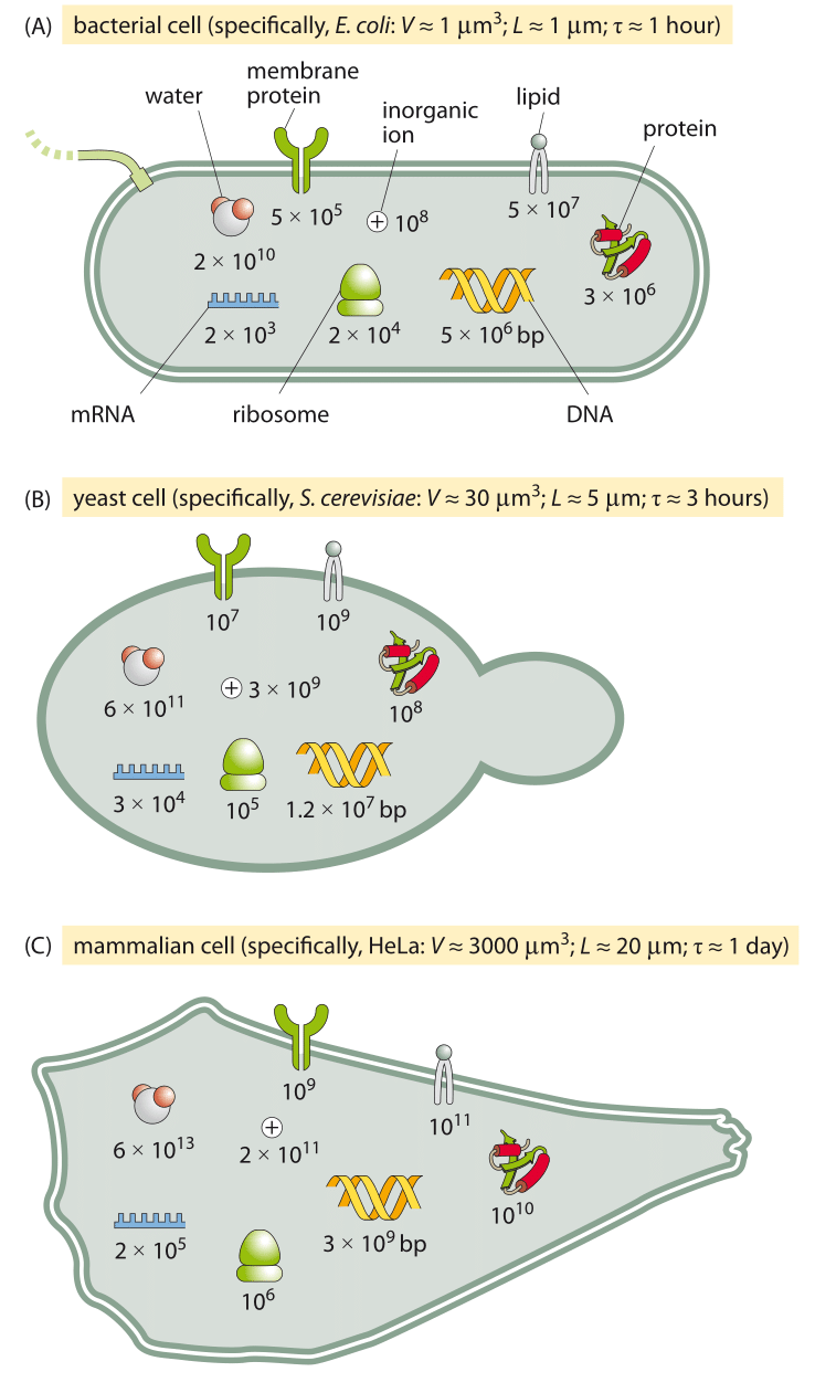 Figure 6: An order of magnitude census of the major components of the three model cells we employ often in the lab and in this book. A bacterial cell (E. coli), a unicellular eukaryote (the budding yeast S. cerevisiae, and a mammalian cell line (such as an adherent HeLa cell).