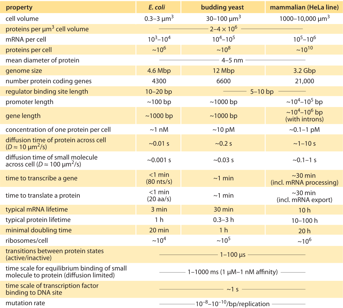 Table 1: Typical parameter values for a bacterial E. coli cell, the single-celled eukaryote S. cerevisiae (budding yeast), and a mammalian HeLa cell line. Note that these are crude characteristic values for happily dividing cells of the common lab strains. Adapted from U. Alon, “Introduction to Systems Biology”, CRC Press 2006. See full references at BNID 111494.