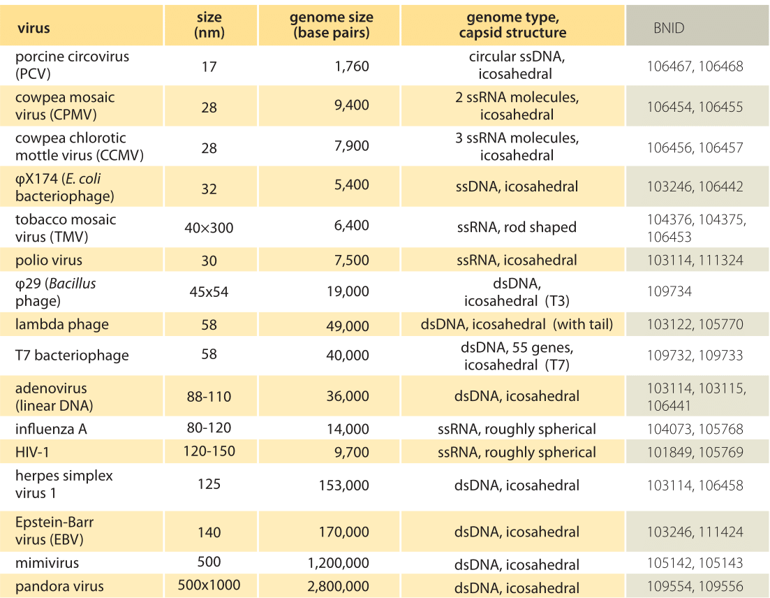 Virus Size Guide