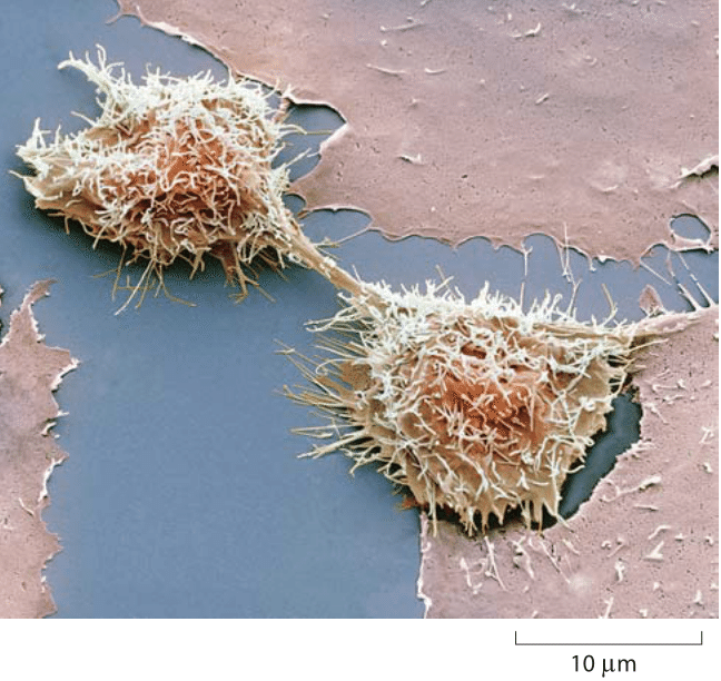 How big is the average protein?