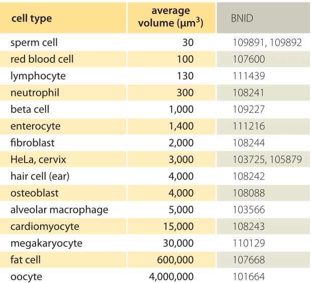 How big is a human cell?