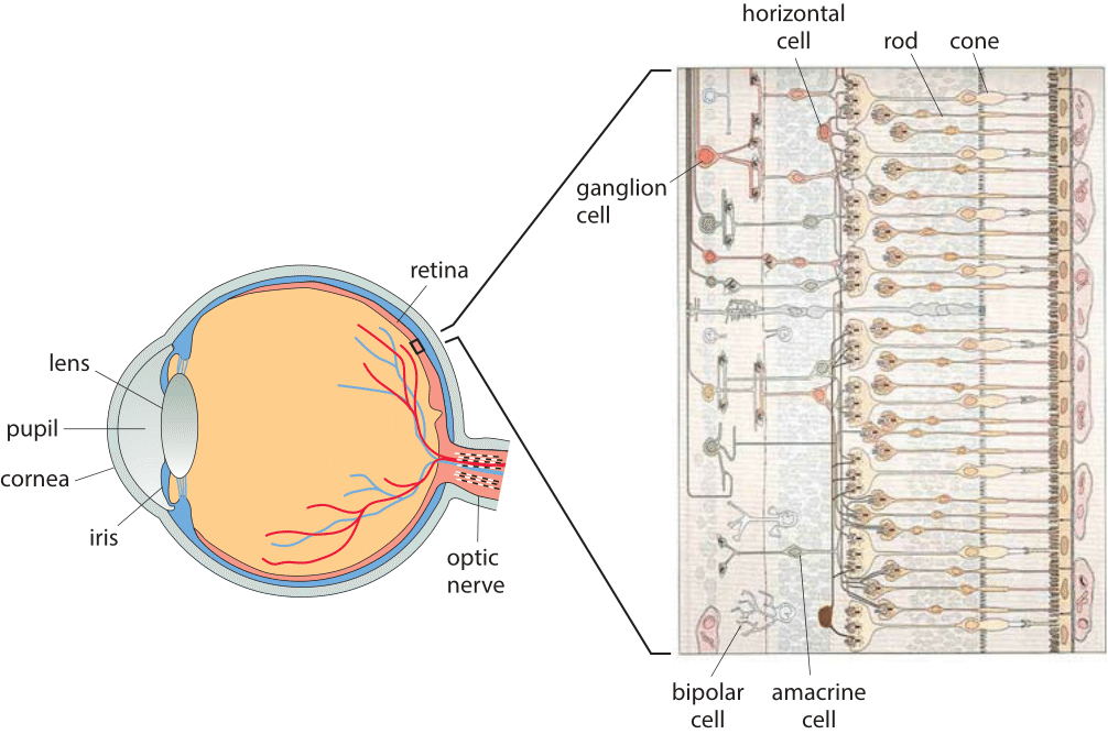 cone cell diagram