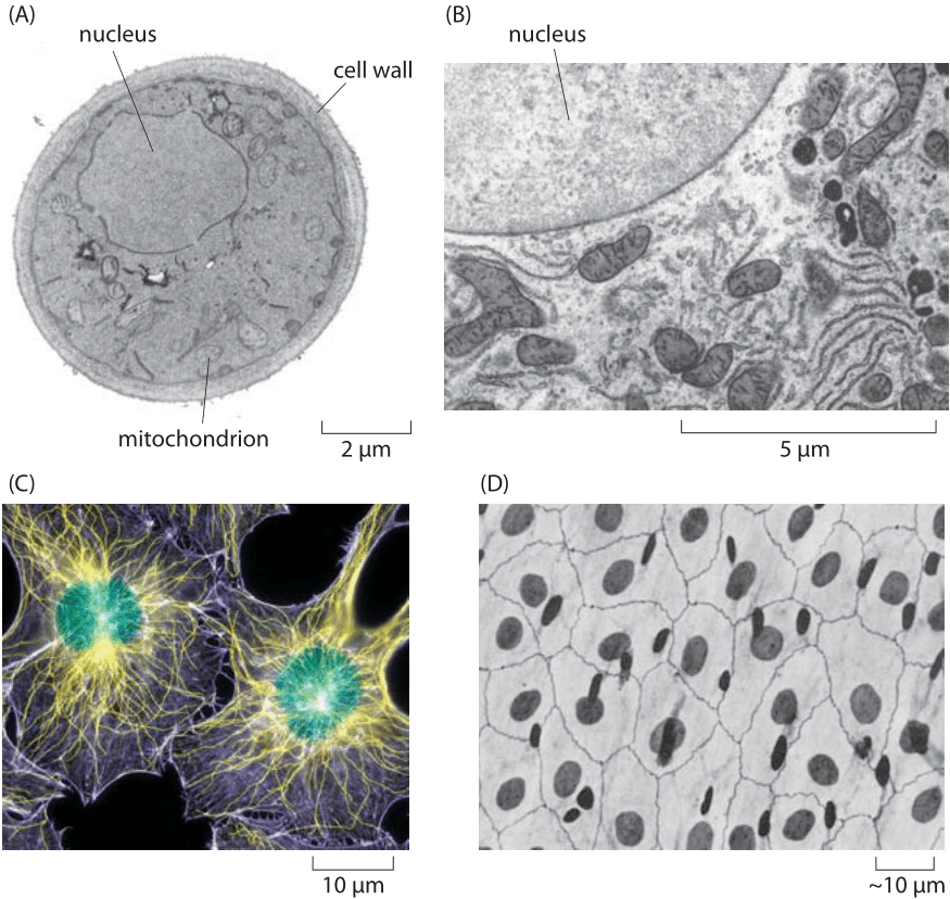 Figure 1.  Nuclear size. (A) Electron microscopy image of a yeast cell revealing the roughly 2 micron-sized nucleus.  (B) A portion of a rat liver cell showing part of the nucleus and a variety of surrounding organelles such as the endoplasmic reticulum, mitochondria and the Golgi apparatus.  (C) Fluorescence image of a human fibroblast cell with the roughly 10 micron nucleus labeled in green.  (D) Light microscopy image of a human epithelial sheet. The dark ovals are the cell nuclei stained with silver. (B, adapted from electron micrograph from D. W. Fawcett, The Cell, Its Organelles and lnclusions: An Atlas of Fine Structure Philadelphia, W. B. Saunders & Co., 1966., A, MBOC, C, D, PBOC)