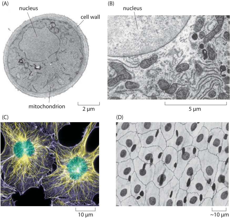 human epithelial cells light microscope