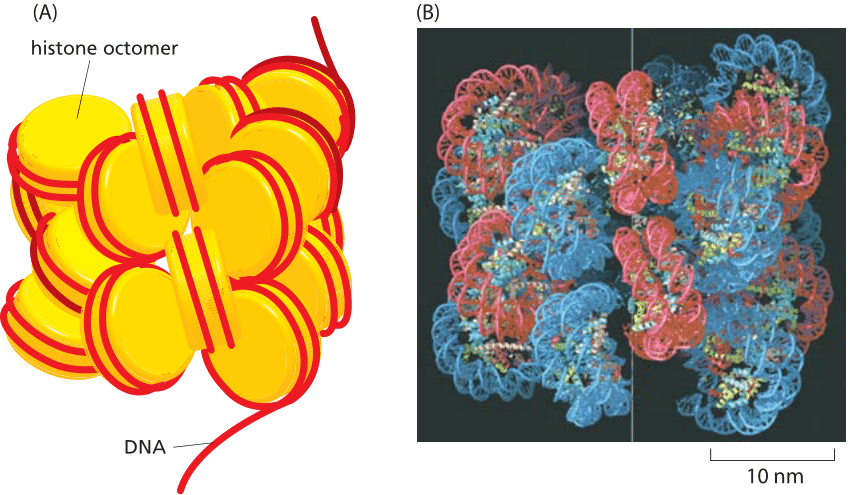 Figure 3: DNA packing into higher-level compact structures.  (A) Schematic illustrating how multiple nucleosomes can be arranged into a solenoidal structure. Histone octamer shown in yellow and DNA as red strand. (B) Models of nucleosome packing based upon high-resolution cryo-electron microscopy images of arrays of nucleosomes.  In these in vitro experiments, nucleosome arrays were generated by using purified histones and specific DNA molecules of known sequence.(B adapted from P. Robinson, L. Fairall, V. Huynh and D. Rhodes, Proc. Natl Acad. Sci. U.S.A. 103:6506-6511, 2006.)