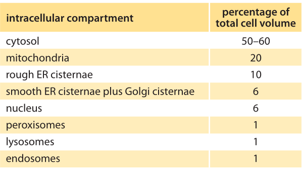 Cell Organelles Size Chart