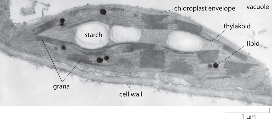 chloroplasts chloroplast electron micrograph cell grana thylakoid membrane figure biology stacks per