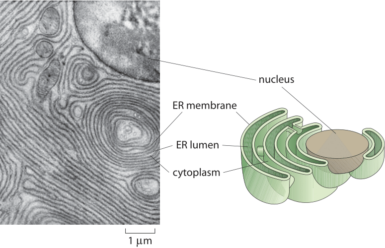 rough er in a plant cell