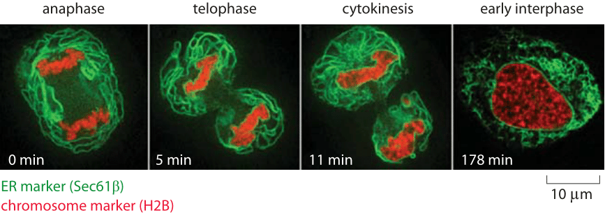 Figure 2: Structural dynamics of the endoplasmic reticulum during the cell cycle. Confocal images of HeLa cells. The chromosomes are labeled in red using a fusion of a fluorescent protein with histone H2B.  The ER is labeled in green by virtue of a fusion to a molecular member of the ER segregation apparatus (Sec61-GFP). The sequence of images shows the changes in ER morphology as a function of time during the cell cycle.  (Adapted from L. Lu et al., Molecular Biology of the Cell 20:3471, 2009). 