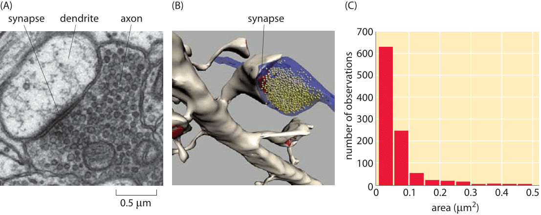 dendrite axon synapse micrograph