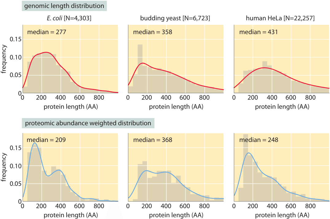 How big is the average protein?