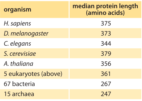 How big is the average protein?