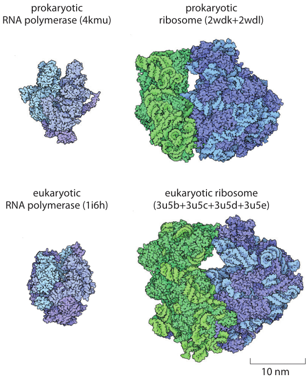 Figure 3: Comparison of the structures of the RNA polymerase and ribosomes from prokaryotic and eukaryotic (in this case yeast) organisms. The yeast ribosome at 3.3 MDa is intermediate between the bacterial ribosome at about 2.5 MDa and the mammalian ribosome at 4.2 MDa (BNID 106865). The notations in parenthesis are the PDB database names for the protein structures shown.