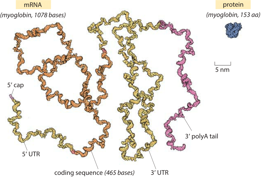 How big is the average protein?