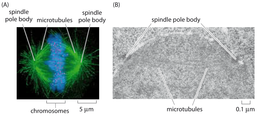 cell microtubules filaments microtubule spindle cytoskeleton hela cells distribution human mitotic actin fluorescence