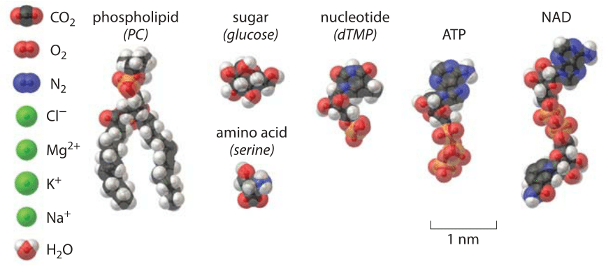 http://book.bionumbers.org/wp-content/uploads/2014/07/190-f1-SmallMolecules-12.png