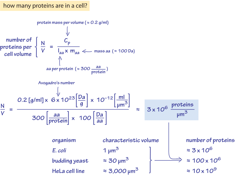 250-f1-ProteinCalc-1