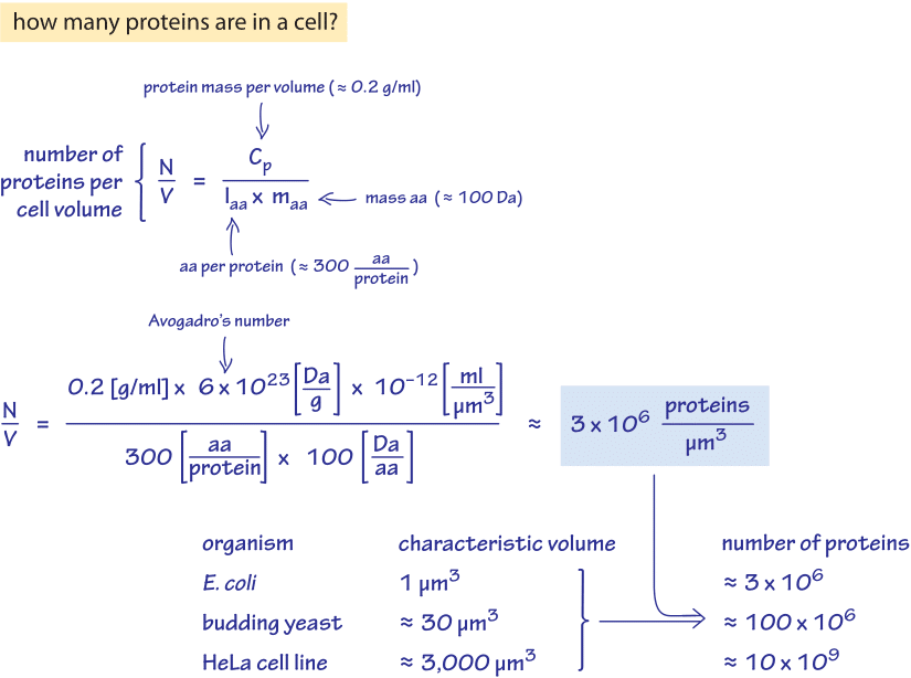 How Many Proteins Are In A Cell