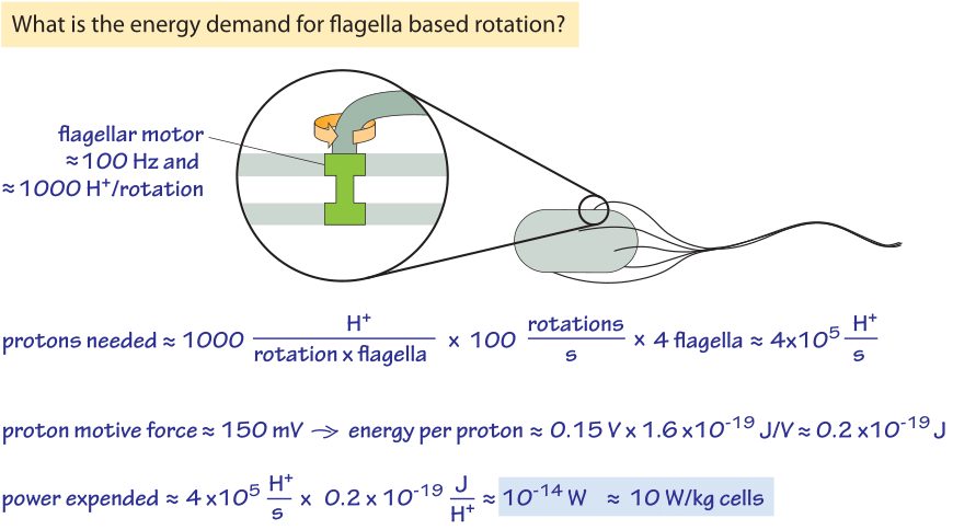 Figure 2: Back of the envelope calculation showing the energy requirements for bacterial motility. For slow growing or stationary phase bacteria the power expended can be a non-negligible fraction of their overall energy budget. 