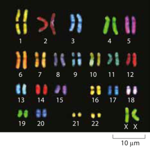 Figure 1: Microscopy images of human chromosomes. Spectral karotyping allows for the visualization of chromosomes by effectively painting each chromosome fluorescently with a different color. (Adapted from http://www.genome.gov/10000208).