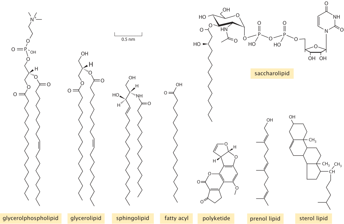 » What lipids are most abundant in membranes?