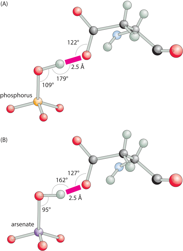 hydrogen bond model