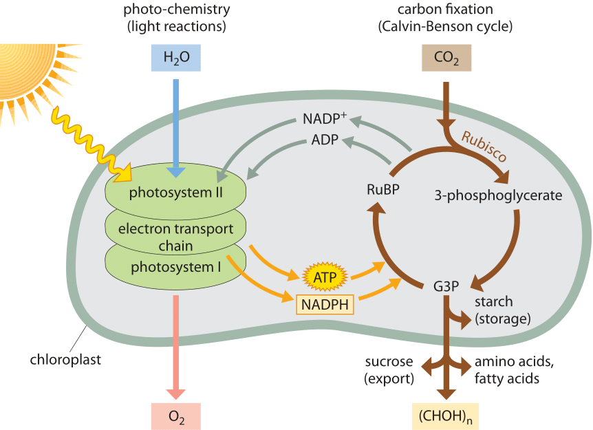 » How much energy is carried by photons used in photosynthesis?