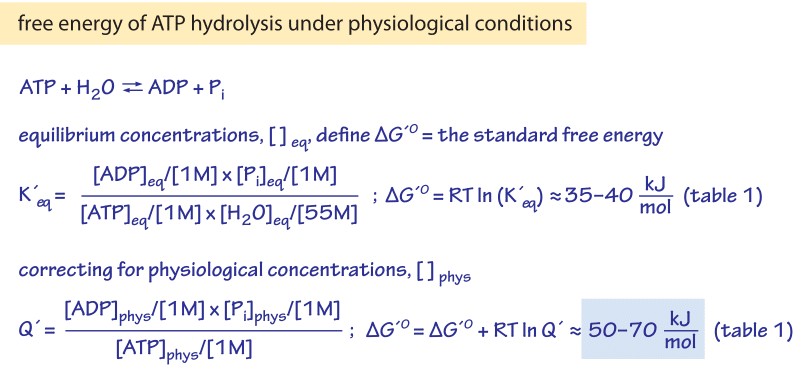 Figur 1: forholdet Mellom Gibbs fri energi AV ATP-hydrolyse under standardbetingelser til likevektskonstanten, og forholdet mellom hydrolysens frie energi under fysiologiske forhold til de fysiologiske reaktantkonsentrasjonene.Figur 1: forholdet Mellom Gibbs fri energi AV ATP-hydrolyse under standardbetingelser til likevektskonstanten, og forholdet mellom hydrolysens frie energi under fysiologiske forhold til de fysiologiske reaktantkonsentrasjonene.