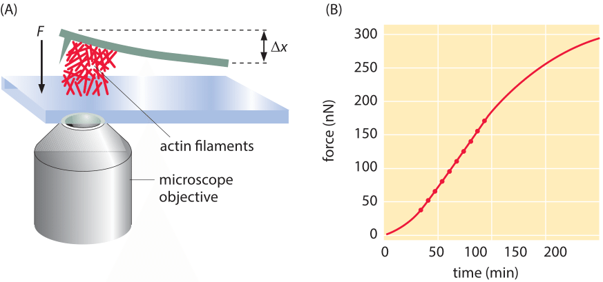 Figure 2: Force due to polymerization of a bundle of actin filaments.  (A) Schematic of the geometry of force measurement using a calibrated cantilever.  (B) Measurement of the build up of force over time.  (Adapted from S. H. Parekh et al., Nat. Cell Biol. 7:1219, 2005).