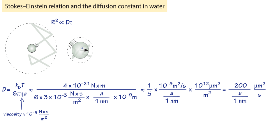 cell-size-and-diffusion-lab-report-rraxtonexmendoza