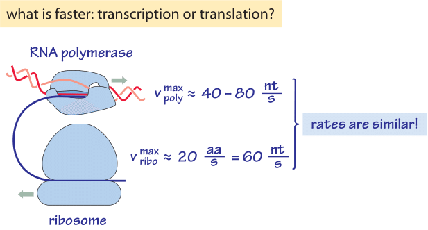 430-f2-TranscriptionTranslationCalc-1