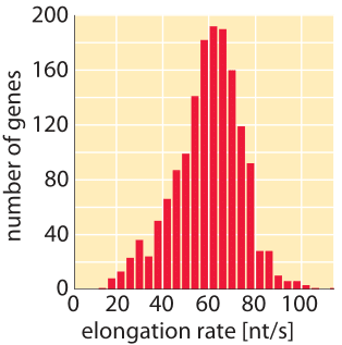 Figure 5: Distribution of measured transcription elongation rates inferred from relieving transcription inhibition and sequencing all transcripts at later time points. (Adapted from G. Fuchs et al., Genome Bio., 15:5, 2014.)