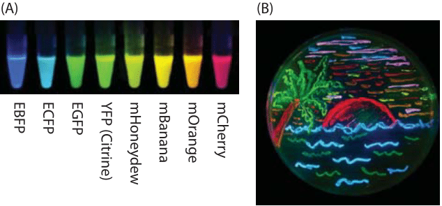 download Imaginal Discs: The Genetic and