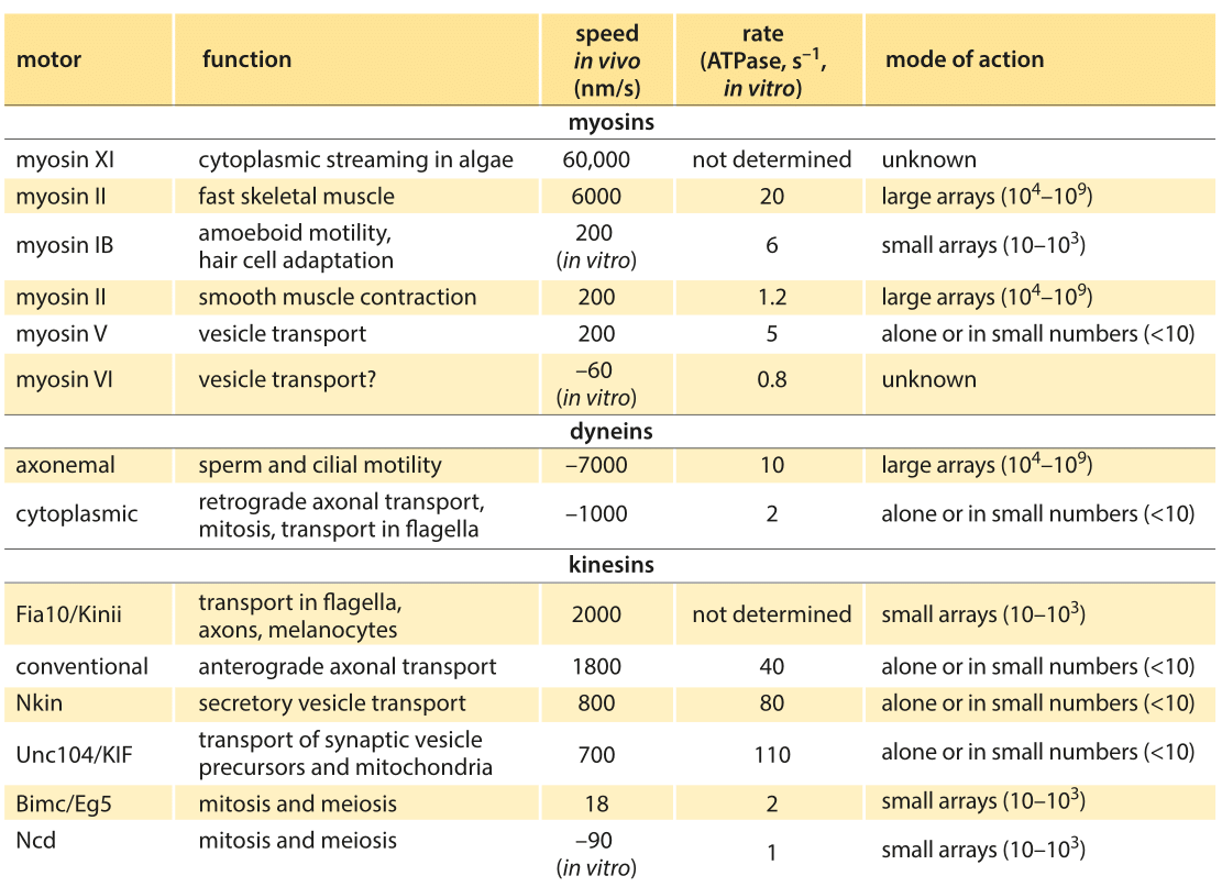 Table 1: Summary of experimental data on the dynamics of translational molecular motors. Based on BNID 106501 and 101506. Values were rounded to one significant digit. Negative speeds indicate movement towards the minus end of the filament.