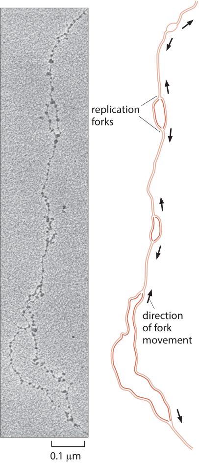 dna replication fork microscope