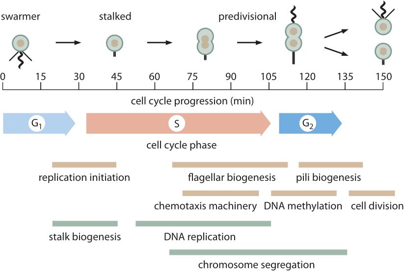 cell division