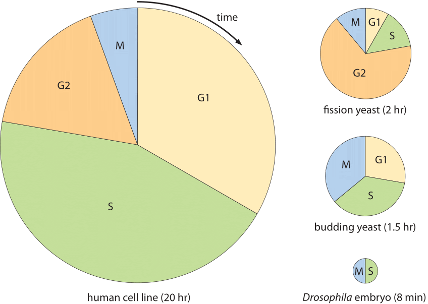 Cell cycle pie chart