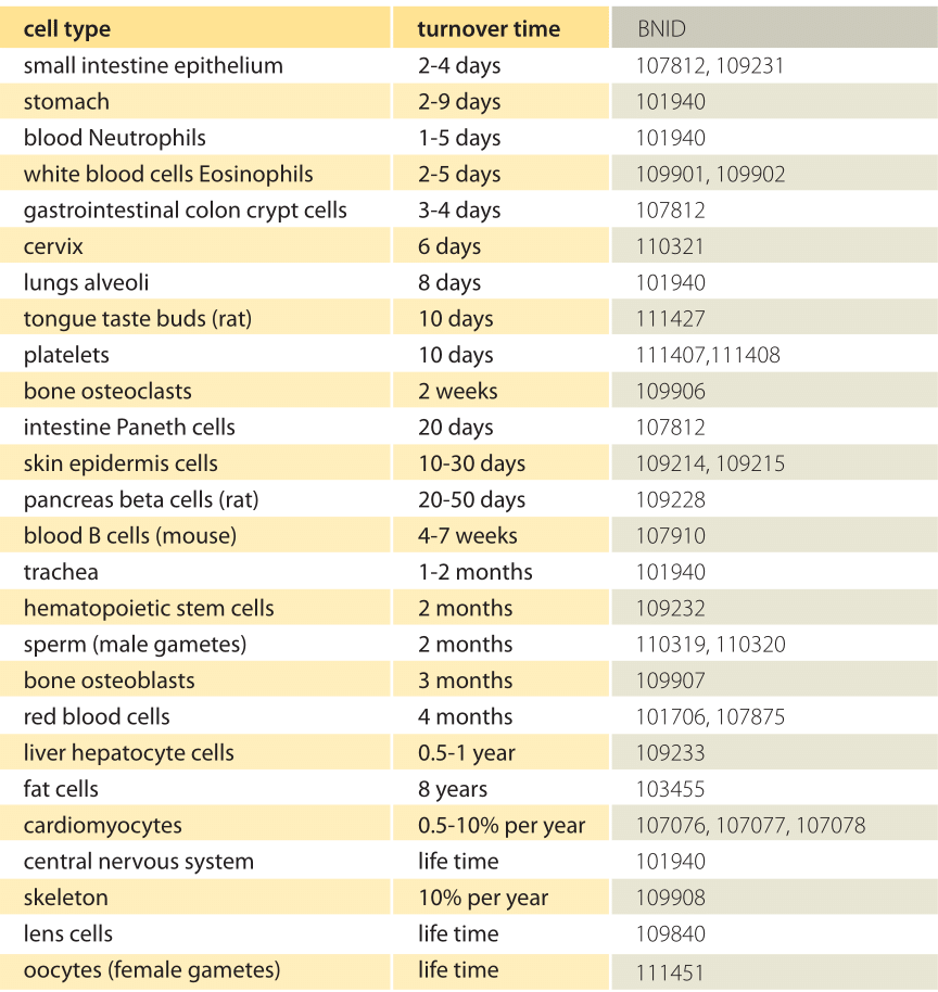 Body Regeneration Chart