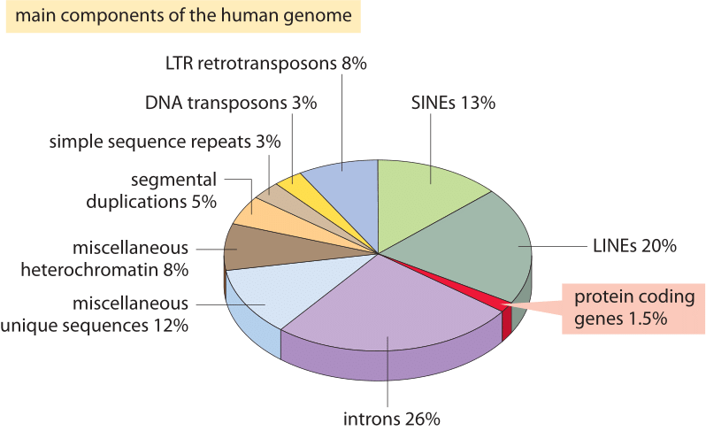 "Quantos genes estão num genoma? | Hi-Tech