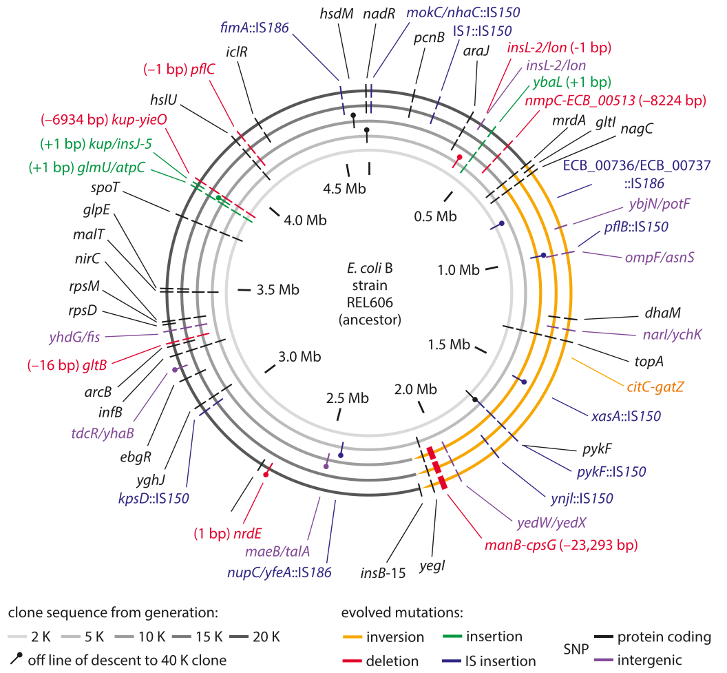 mechanism of replication in prokaryotes