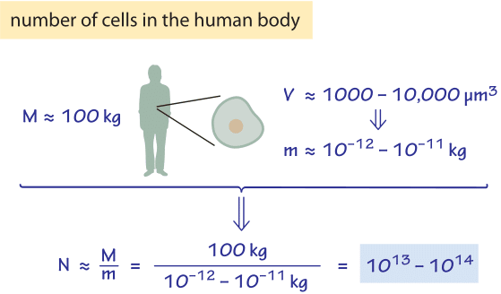 How big is a human cell?