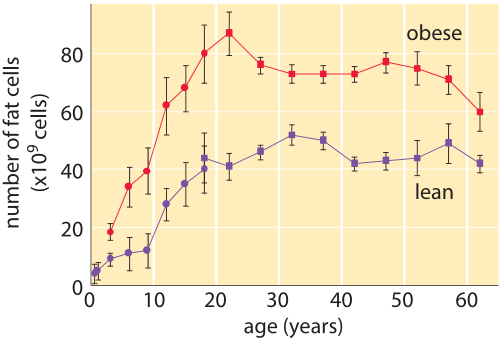 Figure 4: Adipocyte number remains stable in adulthood, although significant weight loss can result in a decrease in adipocyte volume. Total adipocyte number from adult individuals (squares) was combined with previous results for children and adolescents (circles) The adipocyte number increases in childhood and adolescence. (Adapted from K. L.  Spalding, Nature  453:783, 2008.)