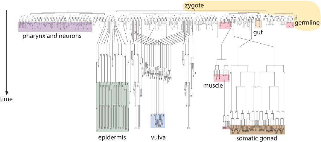     Figure 2: C. elegans lineage tree as deciphered through light microscopy