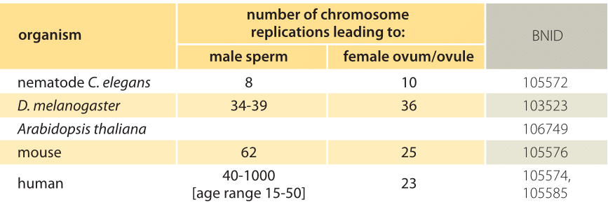 How many chromosomes in male sperm