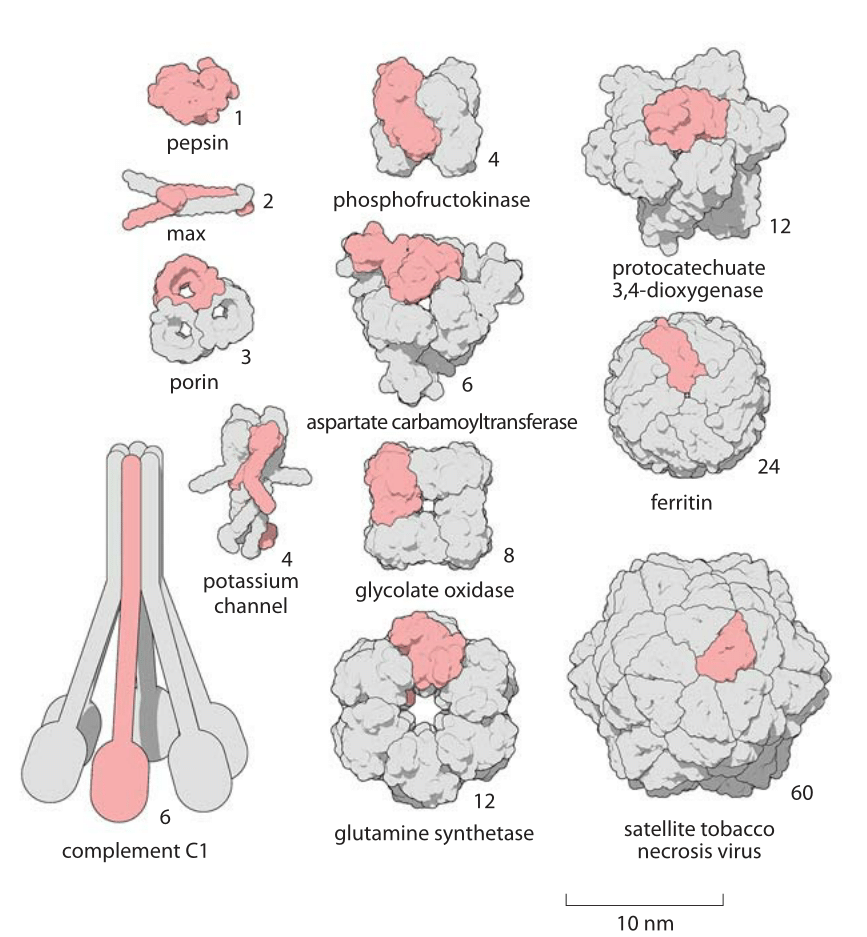 Figure 2: A Gallery of homooligomers showing the beautiful symmetry of these common protein complexes. Highlighted in pink are the monomeric subunits making up each oligomer. Figure by David Goodsell.