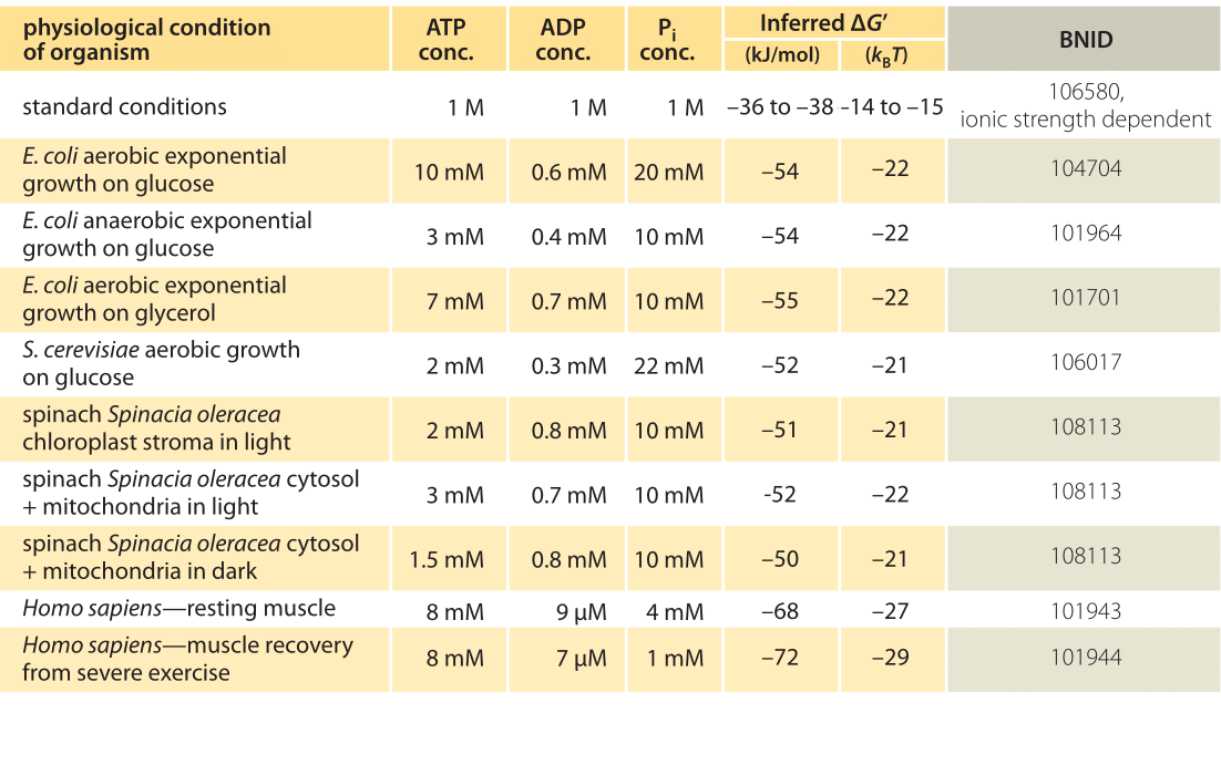 Tabelle 1: Freie Energie für die ATP-Hydrolyse in verschiedenen Organismen und unter verschiedenen physiologischen Bedingungen. Abgeleitete ΔG'-Berechnungen basierend auf einem Wert von ΔG'0 von -37,6 kJ/mol. Dies macht die Tabellenwerte untereinander konsistent, erzeugt jedoch kleine Abweichungen von den in den Primärquellen angegebenen ΔG'-Werten. Solche Abweichungen können sich aus Schwankungen der Ionenstärke, des pH-Wertes und der Messmethoden ergeben. Die Werte werden auf eine oder zwei signifikante Stellen gerundet. In Spinat, wo keine Pi-Konzentration angegeben wurde, wurde ein charakteristischer Wert von 10 mM verwendet (BNID 103984, 103983, 111358, 105540).Tabelle 1: Freie Energie für die ATP-Hydrolyse in verschiedenen Organismen und unter verschiedenen physiologischen Bedingungen. Abgeleitete ΔG'-Berechnungen basierend auf einem Wert von ΔG'0 von -37,6 kJ/mol. Dies macht die Tabellenwerte untereinander konsistent, erzeugt jedoch kleine Abweichungen von den in den Primärquellen angegebenen ΔG'-Werten. Solche Abweichungen können sich aus Schwankungen der Ionenstärke, des pH-Wertes und der Messmethoden ergeben. Die Werte werden auf eine oder zwei signifikante Stellen gerundet. In Spinat, wo keine Pi-Konzentration angegeben wurde, wurde ein charakteristischer Wert von 10 mM verwendet (BNID 103984, 103983, 111358, 105540).