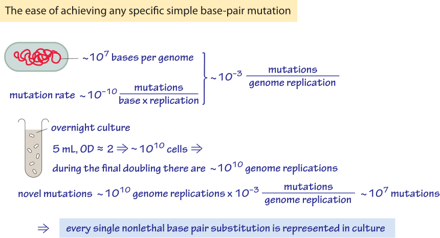 Whats the chance of every mutation?