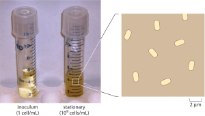 » What is the concentration of bacterial cells in a saturated culture?