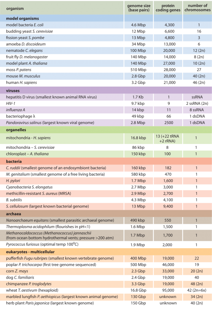 » How big are genomes?